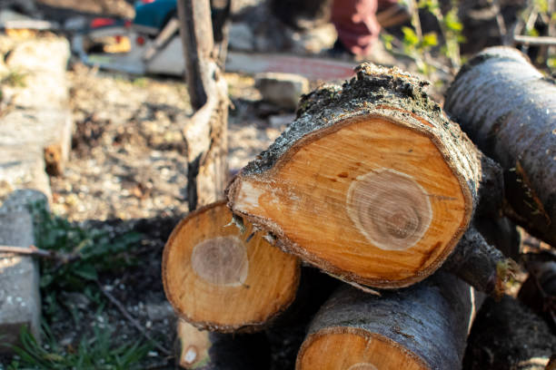 How Our Tree Care Process Works  in  Timnath, CO