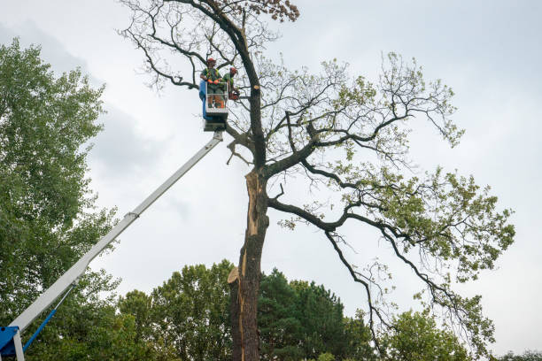 Best Utility Line Clearance  in Timnath, CO